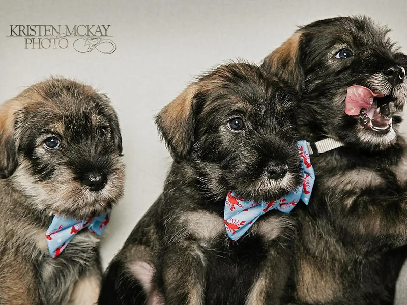Kinobi Standard Schnauzers