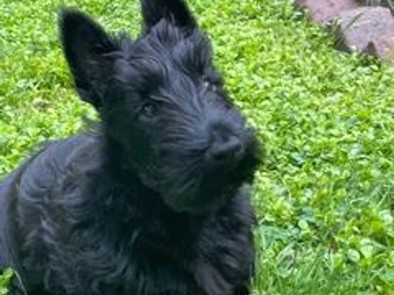 KinRoss Scottish Terriers