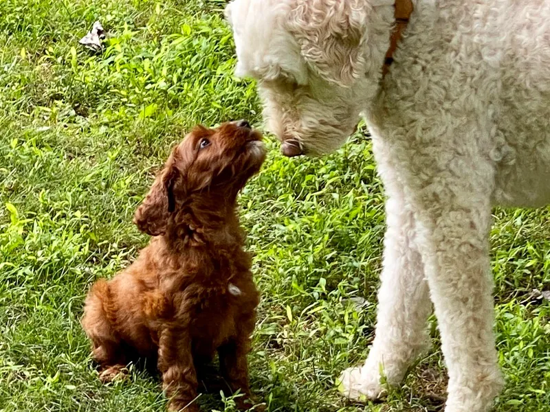 Kippy’s Farm No Longer Breeding