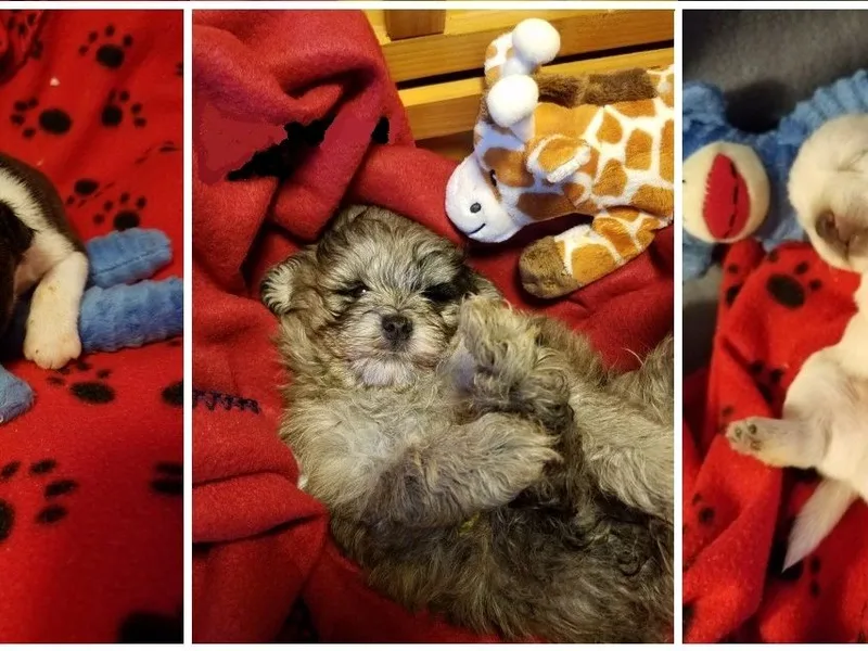 Kirkland Kennels