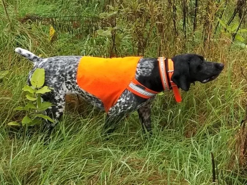 Kiroden German Shorthaired Pointers