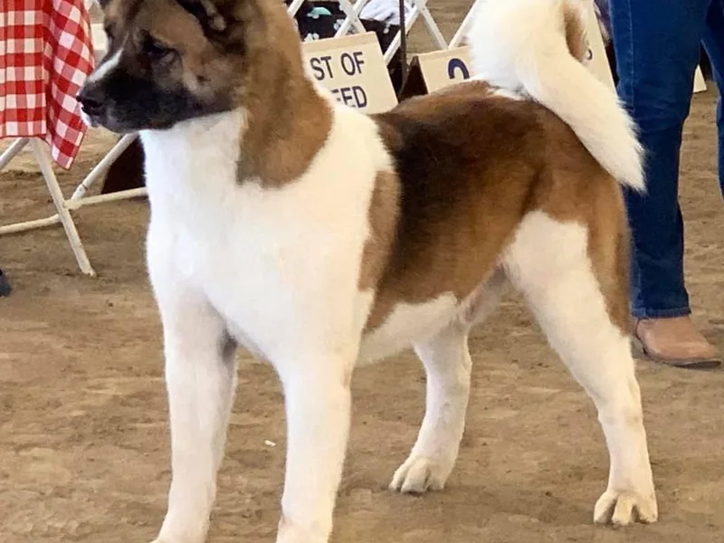 Kiseki Akitas