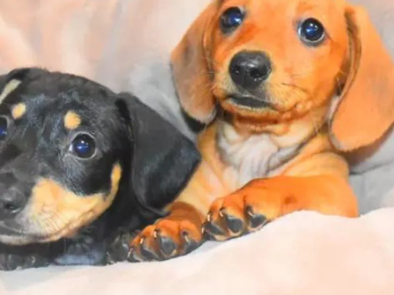 Kiser Creek Dachshunds