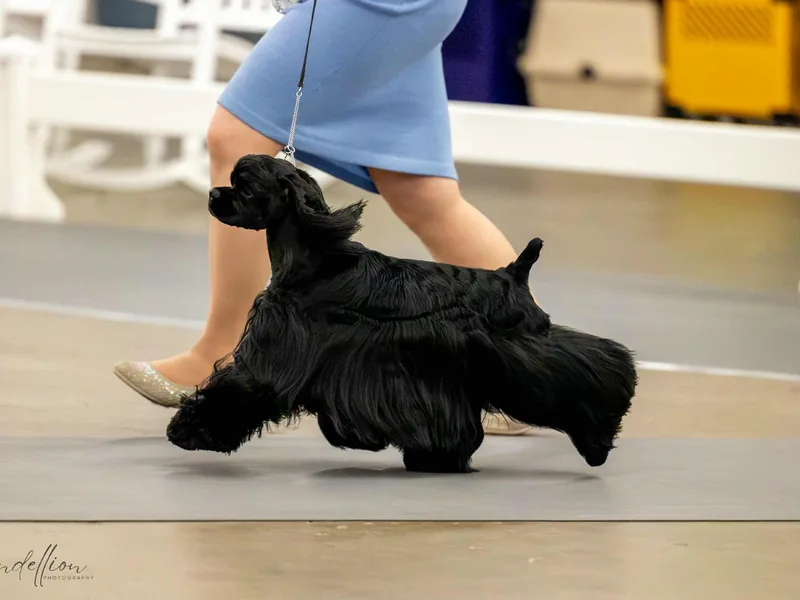 Kismet Cocker Spaniels