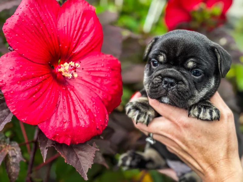 Kismet French Bulldogs