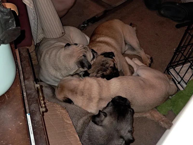 Kismet Kennels, Exclusively Pugs