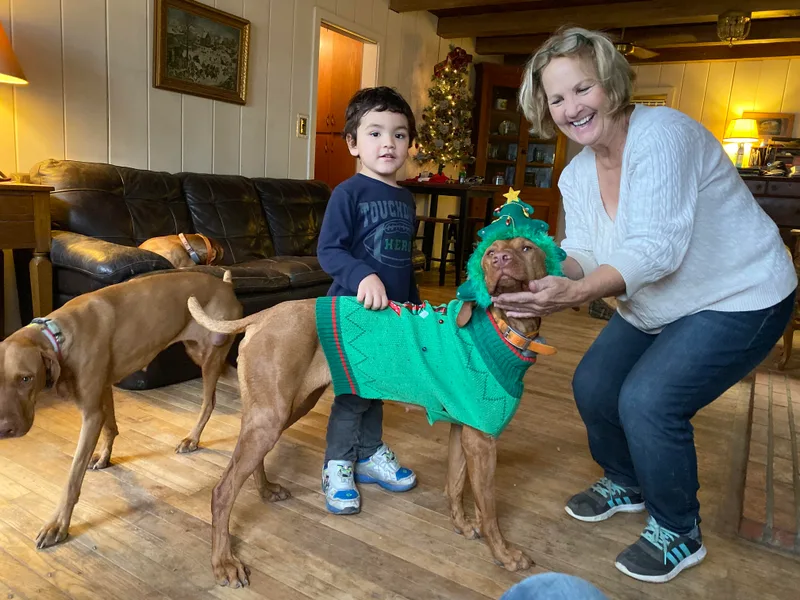 Kismet Vizslas