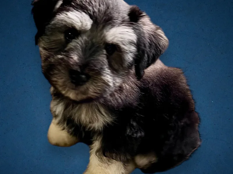 Kisses cuddles and snuggles