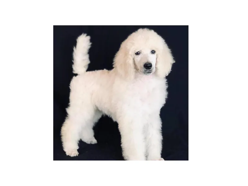 Kissme Standard Poodles