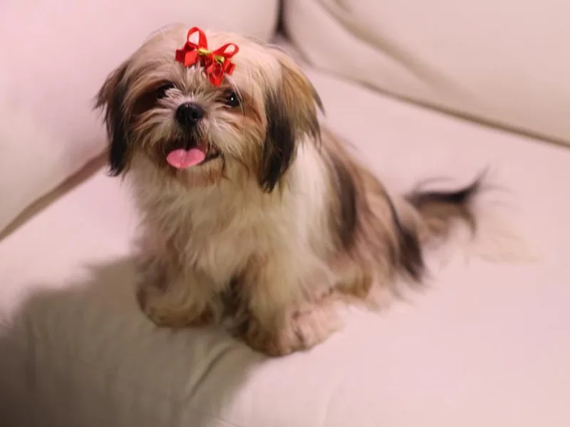 Kissyface Shih Tzu