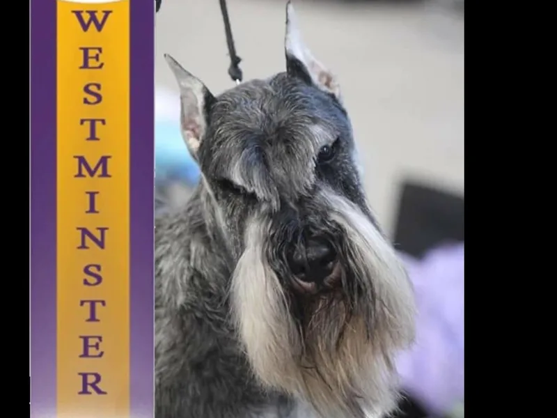 Kistlas Miniature schnauzers
