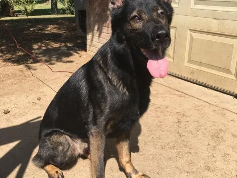Kistlerhaus German Shepherds