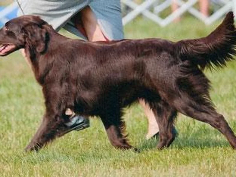 Kistryl Flat-Coated Retrievers