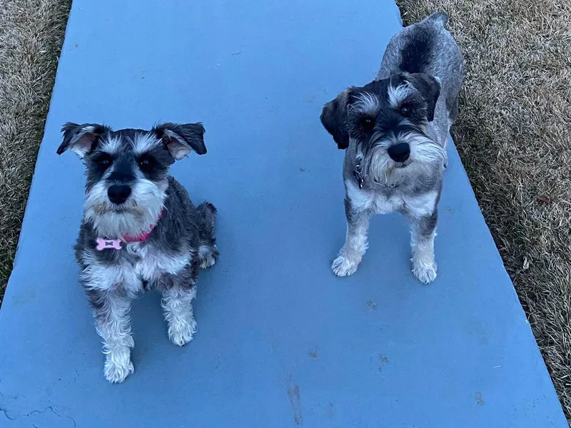 Kittelson Miniature Schnausers