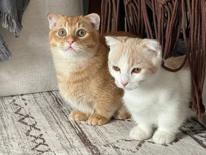 KittensNYC photo 1