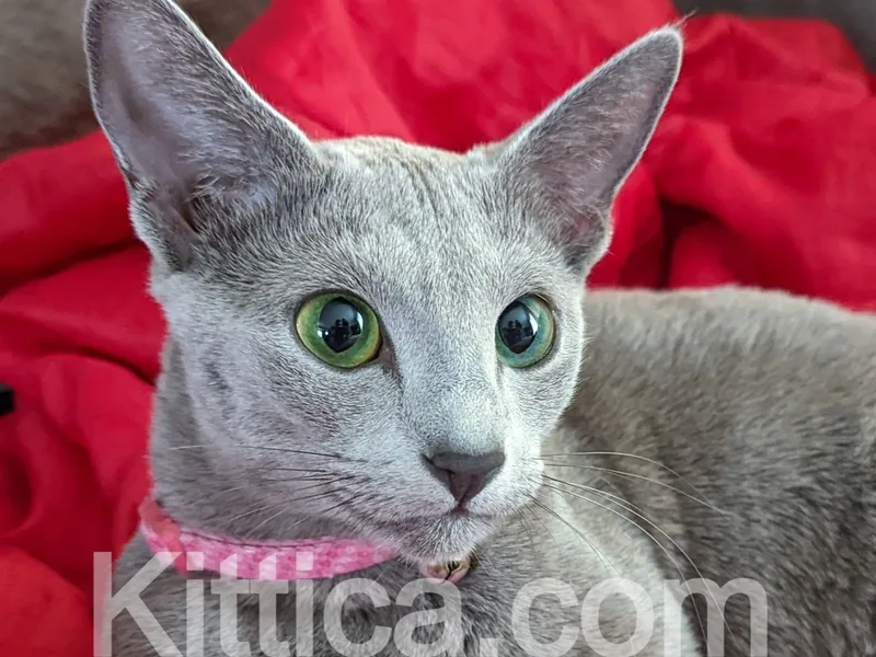 Kittica