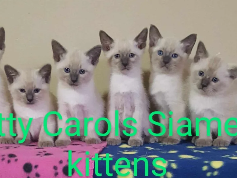 Kitty Carol photo 1