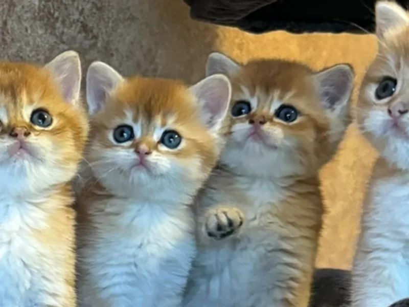 KittyKastle