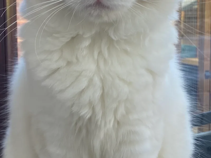 Kittymcleod Ragdolls photo 1