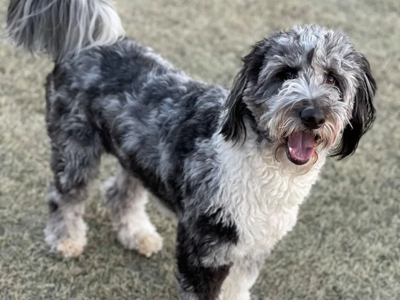 Kiwi Aussiedoodles