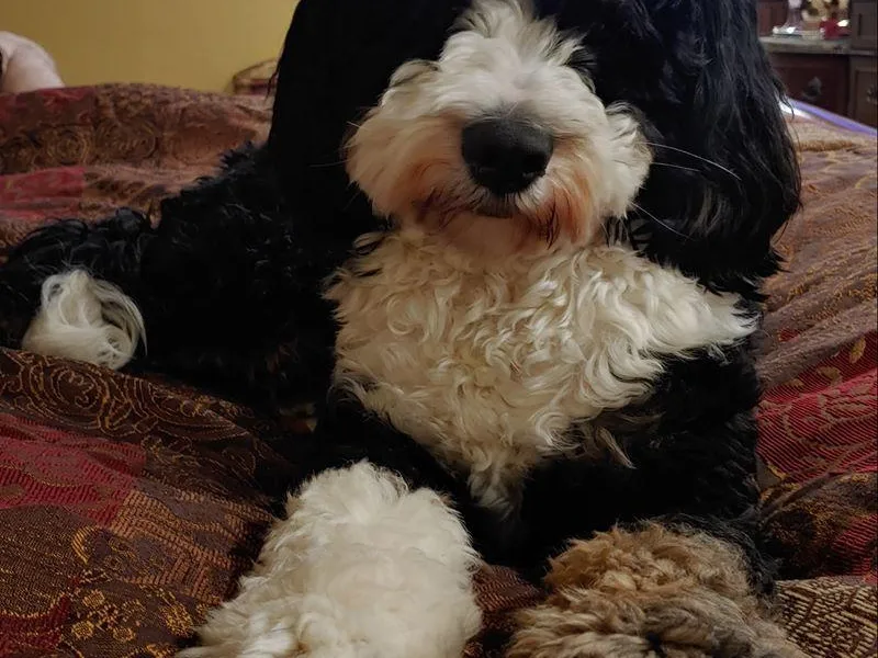Kiya’s Mini Bernedoodles