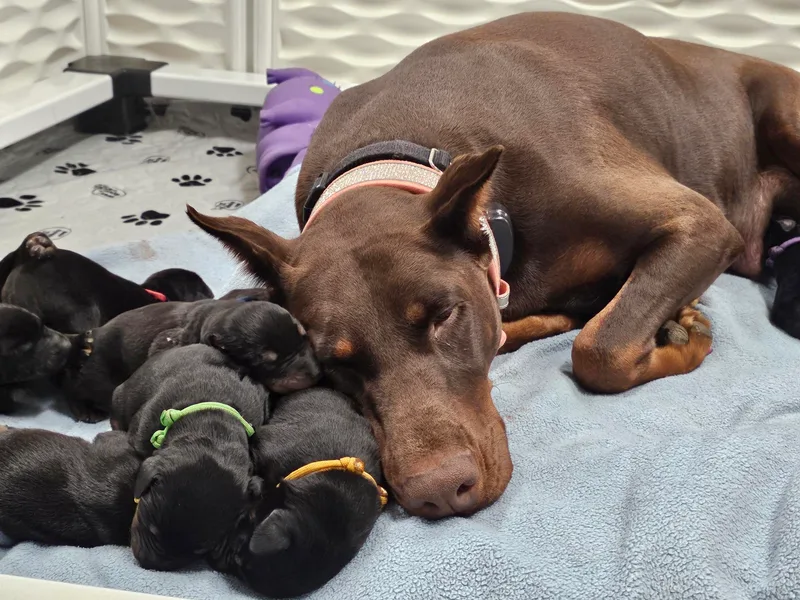 KJC Champion Kanines