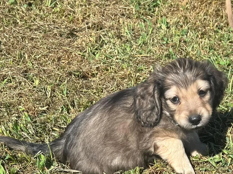 KK Mini Doxies