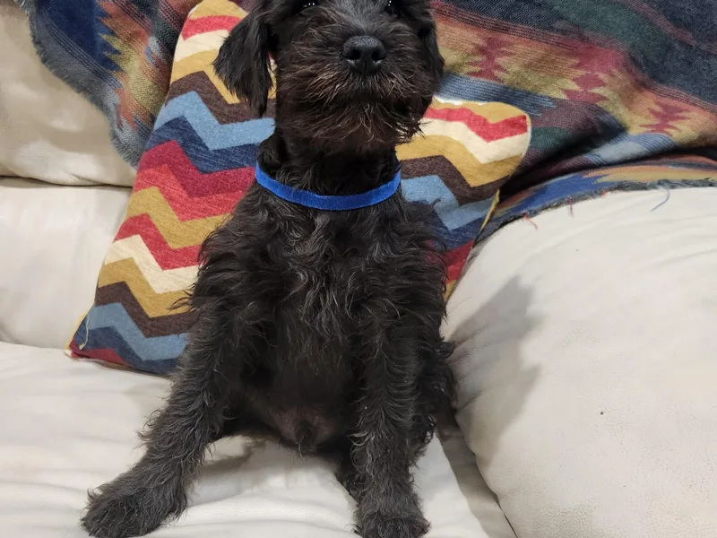 KK Schnauzers