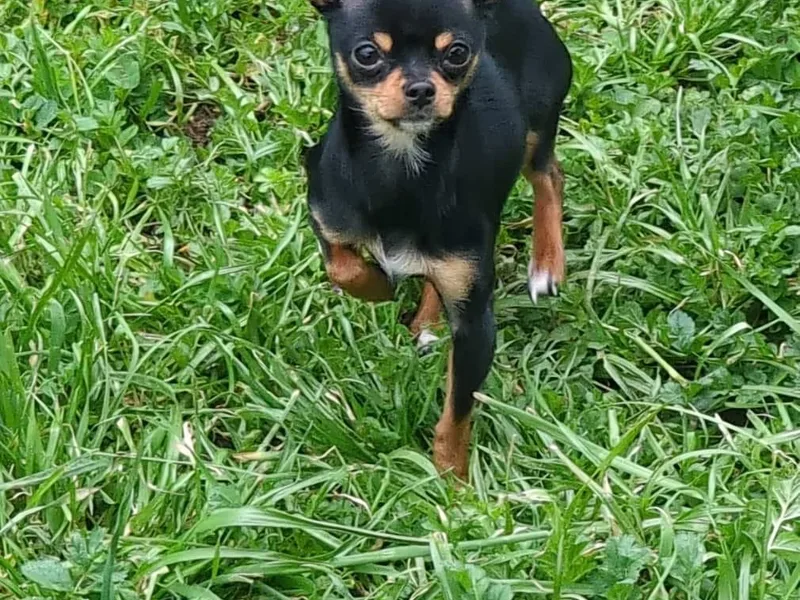 Kks pups photo 1