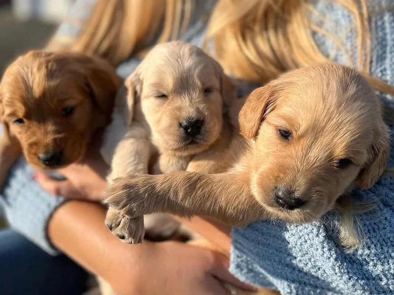 KL Golden Retrievers photo 1