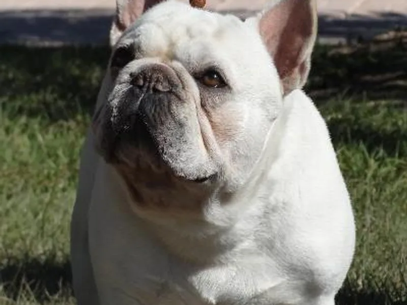 Klasse Bulls