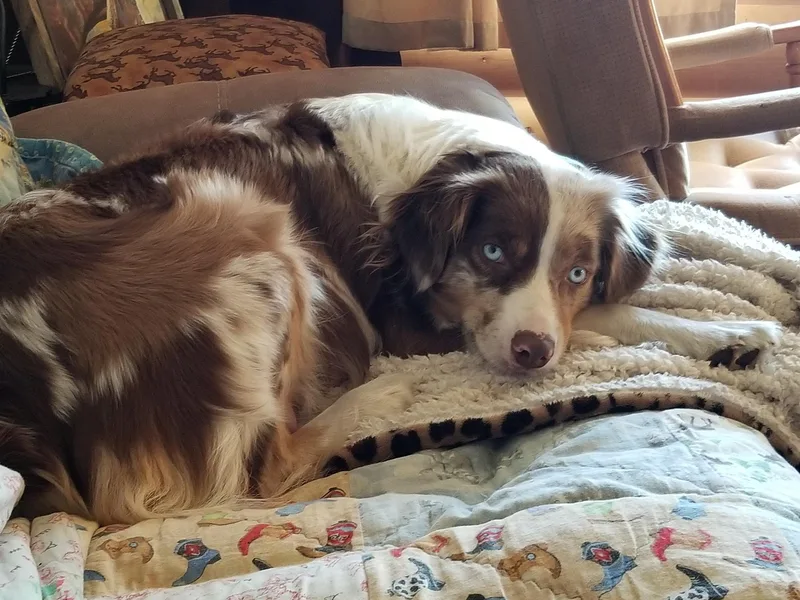Klatt's Mini Aussies