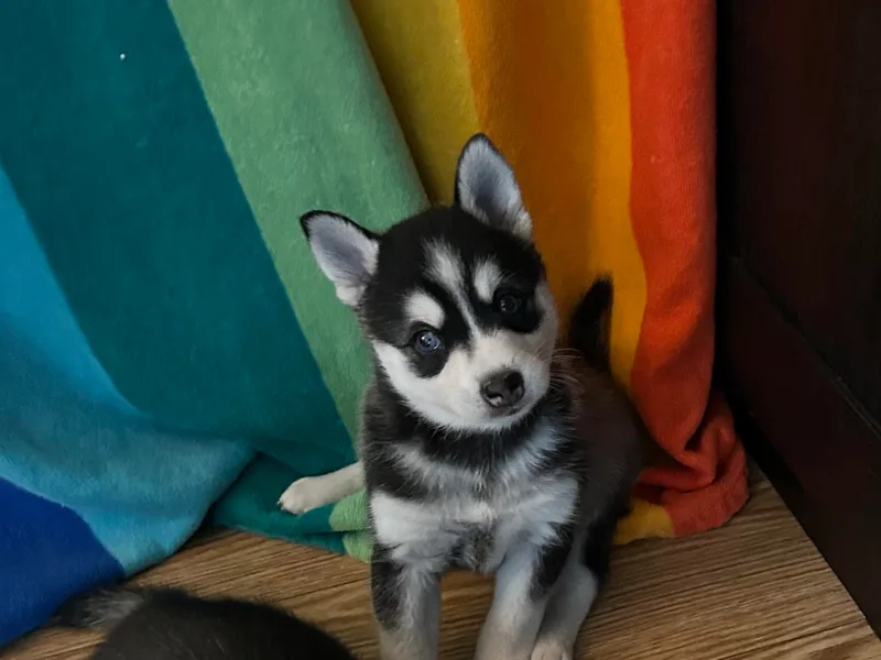 Klee Kai Breeders with Love