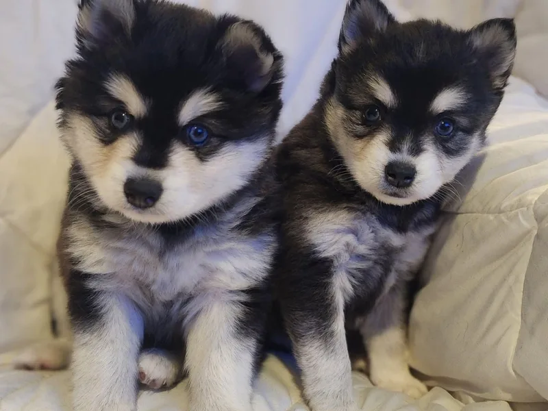 Klee Kia Puppies