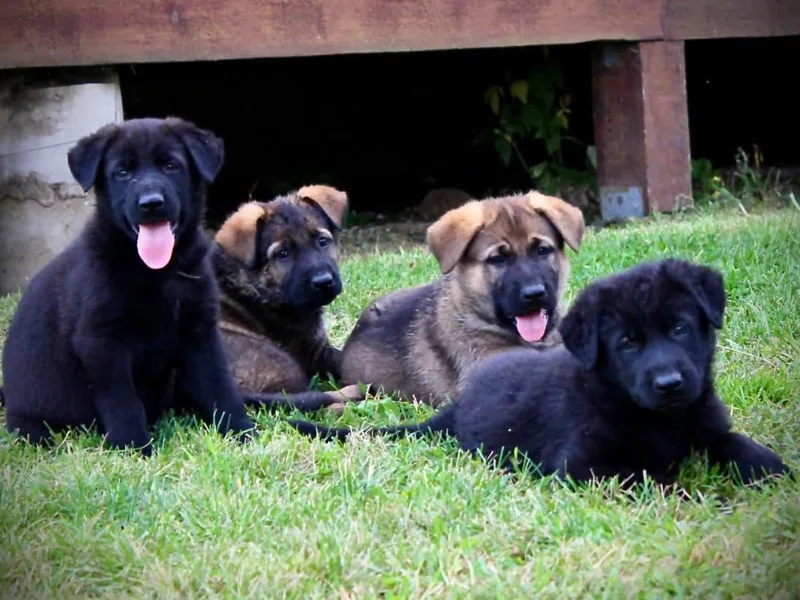 Kleiner Bach German Shepherds