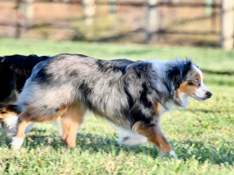 Klenke Toy Aussies
