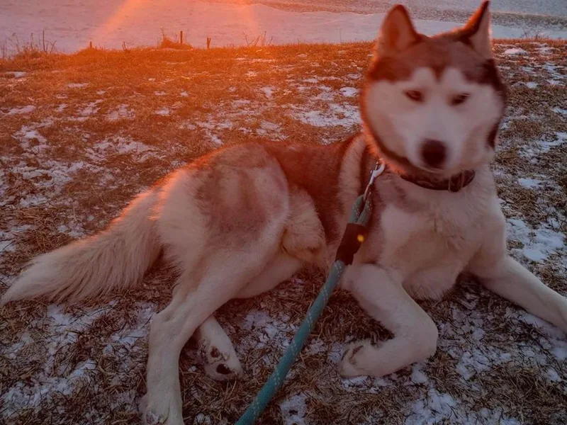 Klich's Siberian Huskies