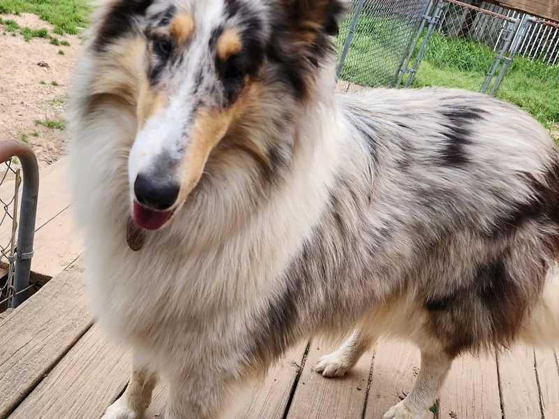 Kling Valley Standard Poodles/Echo Wind Collies