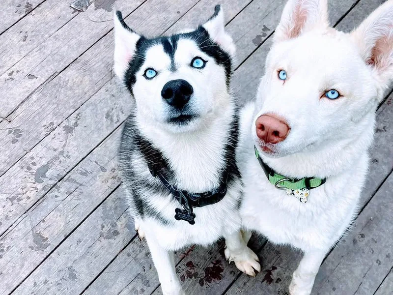 Klippel’s Husky Haven