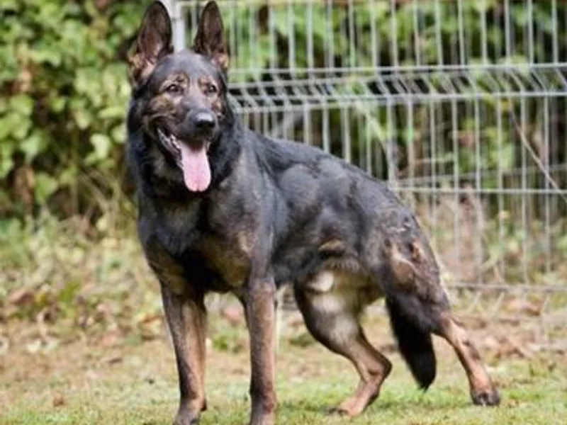 Klondike Shepherds photo 1
