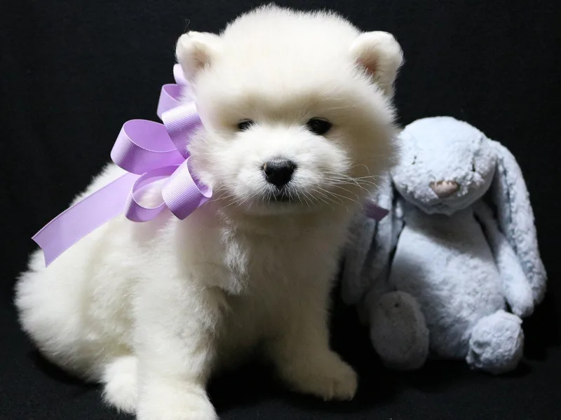 Klondike Snow Samoyeds