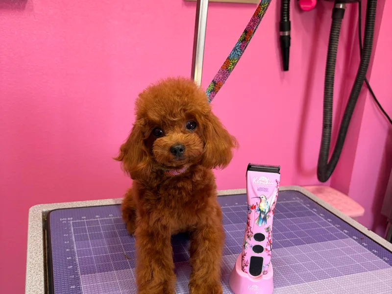 KM AKC Toy poodles