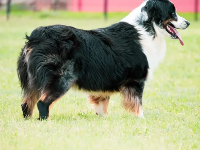 KM Australian Shepherds photo 1