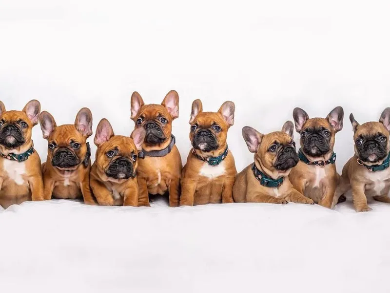 KM French Bulldogs photo 1