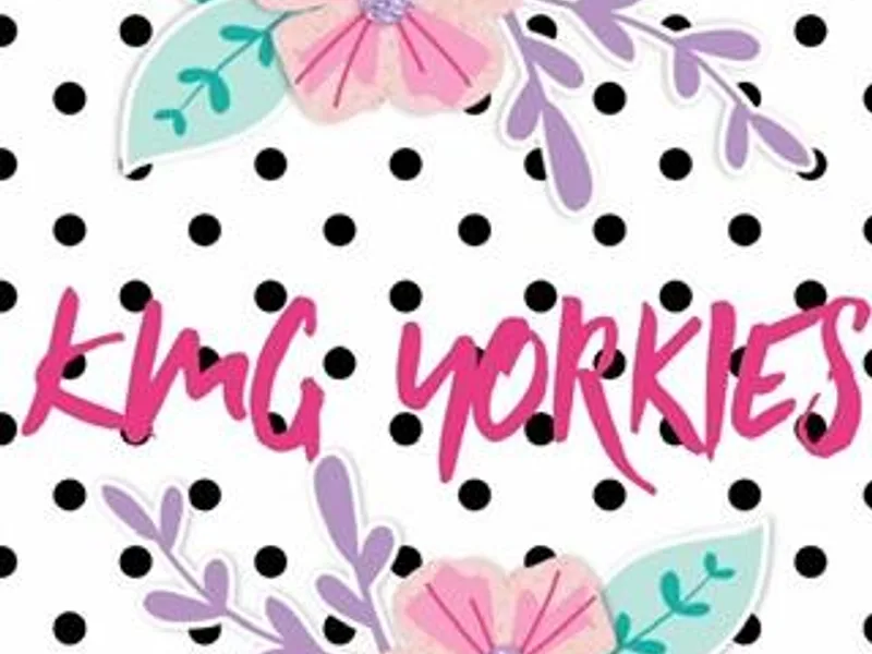 KMG Yorkies
