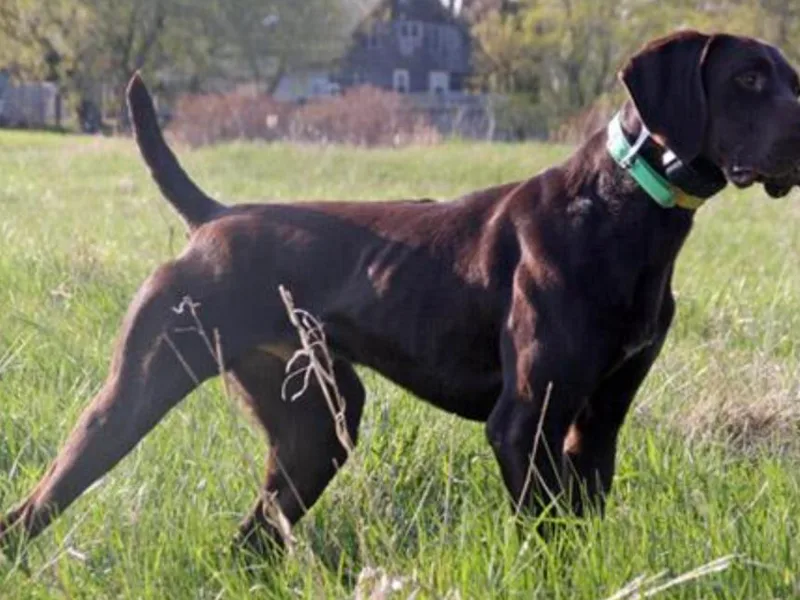 KMK Shorthairs
