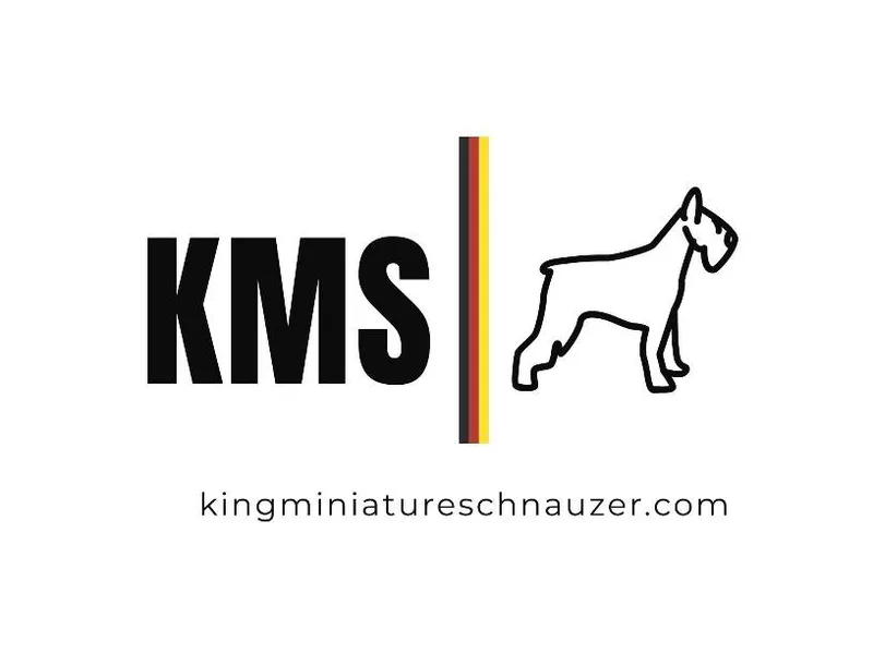 KMS-Miniature Schnauzers