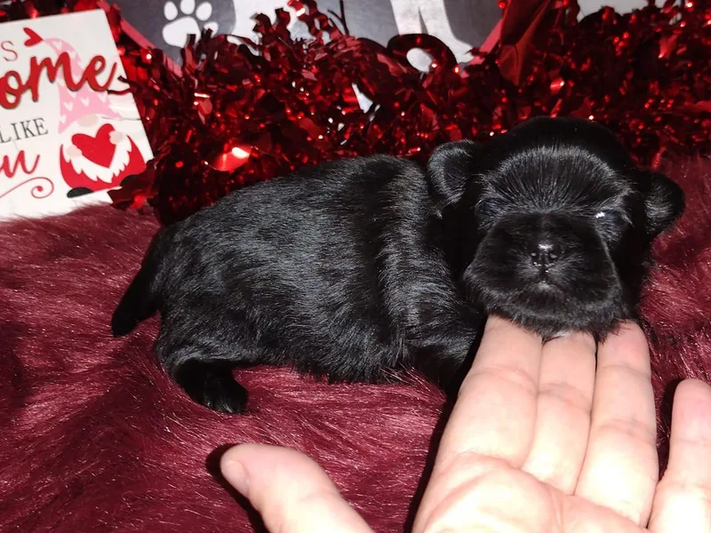 KMVJ Shihtzus