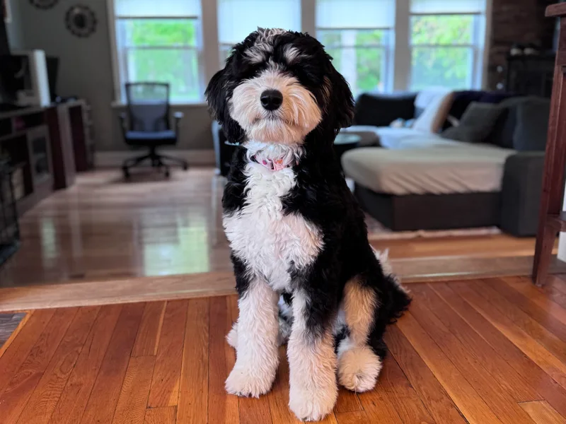 KN Mini Goldendoodles