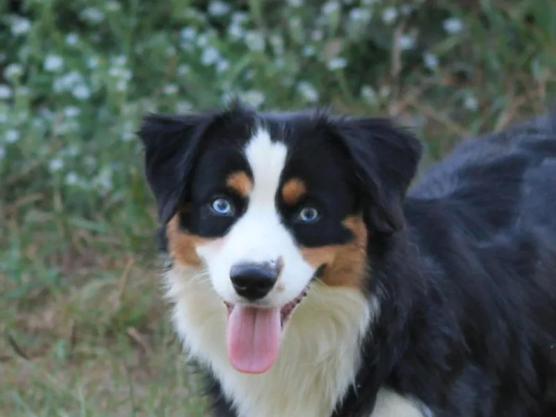 KnappTyme AKC Miniature American Shepherds